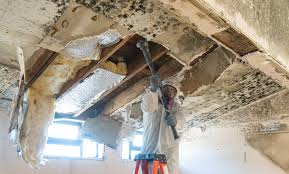 Why You Should Choose Our Mold Remediation Services in Falls Creek, PA